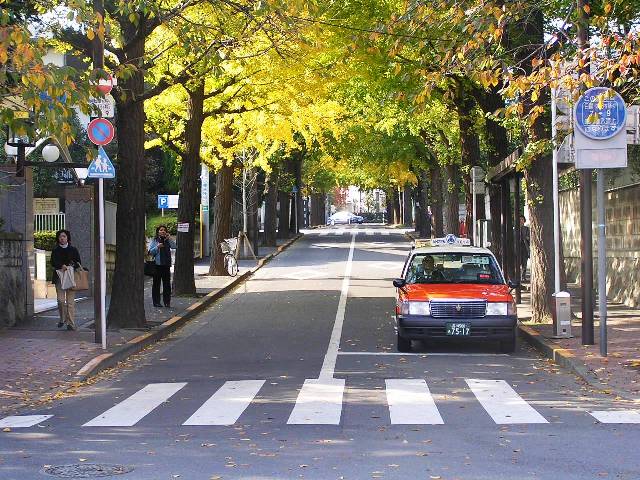 田園調布の銀杏