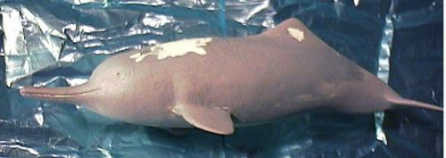 1804AKA065 中国切手 T57 揚子江カワイルカ 切手帳 等 未使用