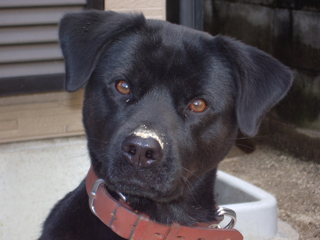 �����@�i�W���֍s�������A�_���Ȋ�ő����Ă����j