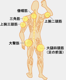 �ؓ��̎�ޔw��