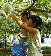 �u�h�E���̂�Ó}������