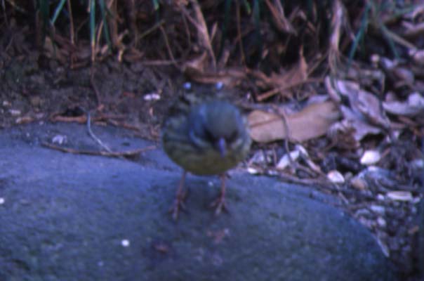 no2109.jpg