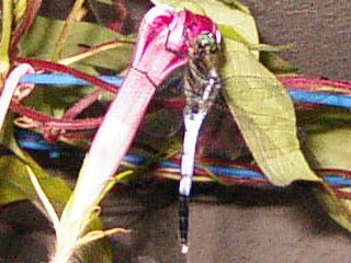 p_taka_dialy_019