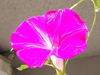 p_taka_dialy_023