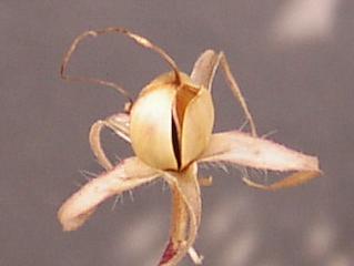 p_taka_dialy_024