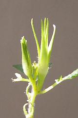 p_taka_dialy_025