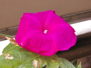 p_taka_dialy_029