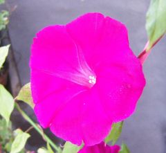 p_taka_dialy_034