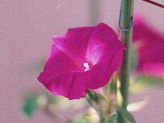 p_taka_dialy_041