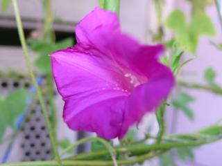 �����̃A�T�K�I