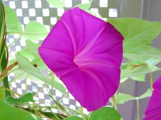 �Y��ɊJ������