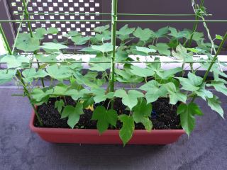 �ΊD���܂�����