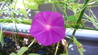 �E�����̉�