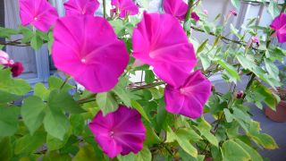 �����̃A�T�K�I�Q