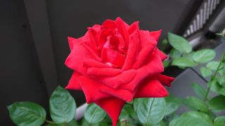 �J�����o��