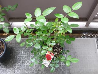 �w�S������x��̃o��