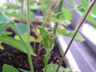 �������ڂ݂R
